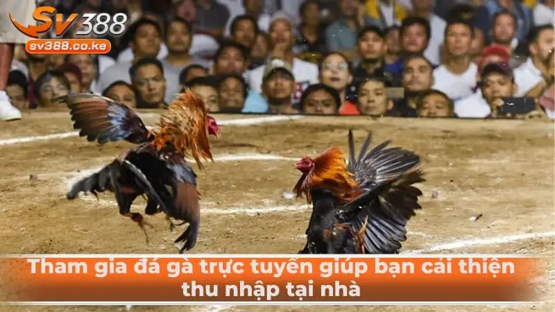 Tham gia đá gà trực tuyến giúp bạn cải thiện thu nhập tại nhà