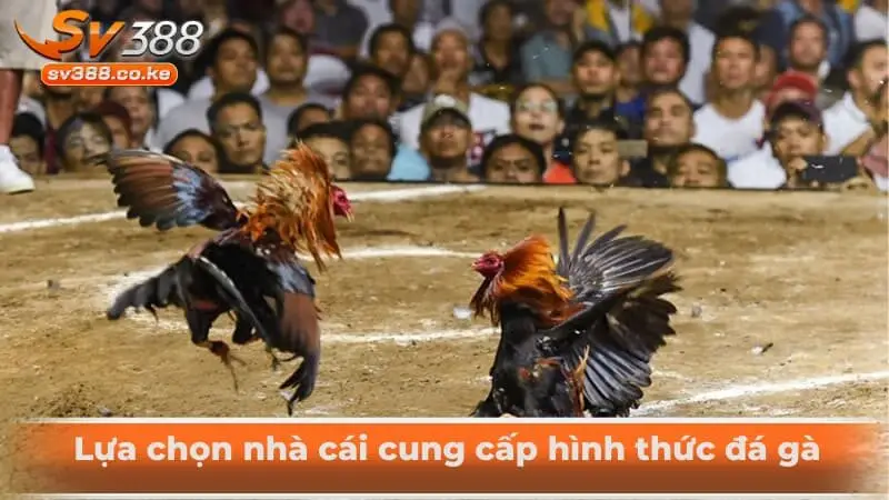 Lựa chọn nhà cái cung cấp hình thức đá gà